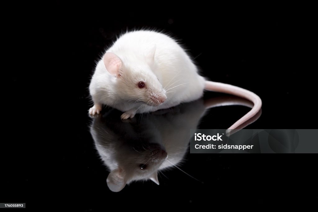 Cute white mouse Cute little white mouse and his reflection on a black background Laboratory Stock Photo