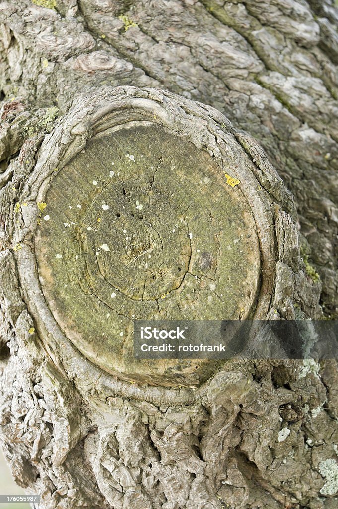 Knothole - Foto stock royalty-free di Albero