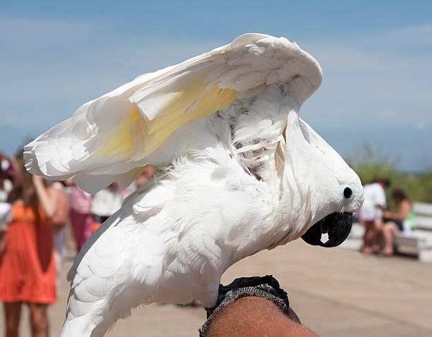 istock White Cockatoo at the Beach Boardwalk 176056002