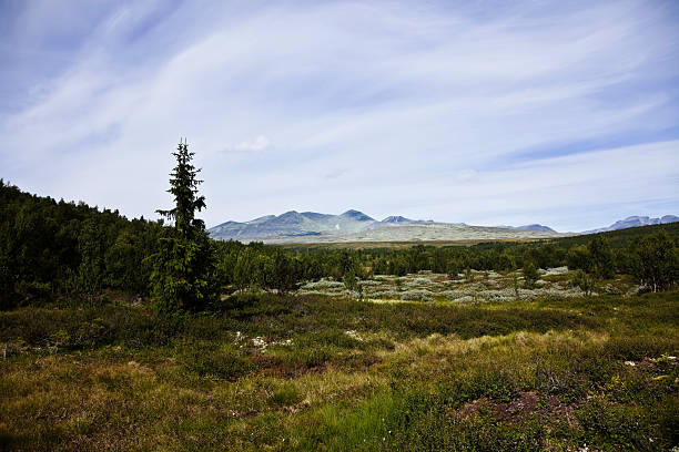 Panoramic view from left to right Western Tepuy chain: Uru, Tramen, Karaurin. Then: Wadaka Piapo, Yuruani Tepuy, Kukenan Tepuy and Roraima Mount Tepuy. The Roraima tepuy is the highest tepuy of Venezuela with 2850 mt over sea level.  The Kukenan and Roraima tepuys are the most visited and tourist places at the south of Venezuela, right at the borders with Brazil and Guyana.