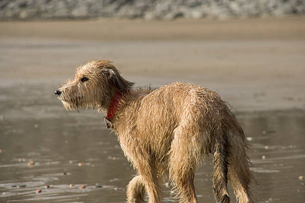 istock Lurcher puppy on beach 176056475
