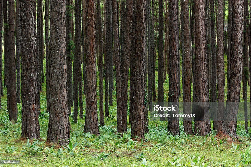 소나무 나무 배경기술 - 로열티 프리 0명 스톡 사진