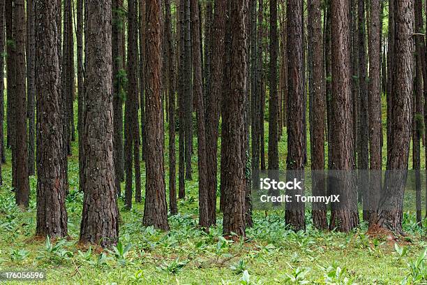 Pinheiro De Fundo - Fotografias de stock e mais imagens de Ajardinado - Ajardinado, Conífera, Flora