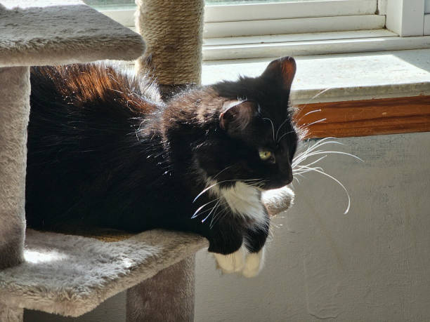 istock Black and White Cat in Sun 1760567927