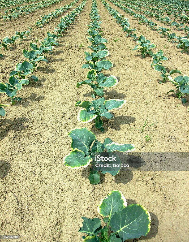 kohlrabis en ligne - Photo de Aliment libre de droits