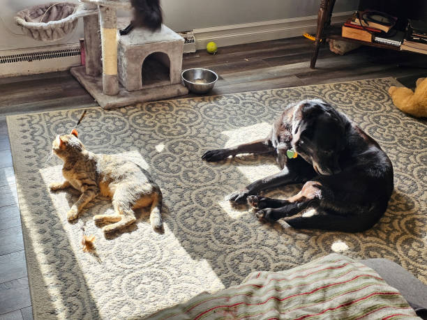 istock Cat and Dog in Sun 1760568476