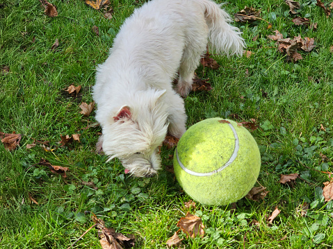 A west highland terrier dog playing with a large tennis ball.