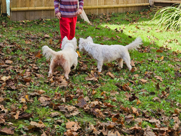 istock Dogs Waiting by Child 1760568499