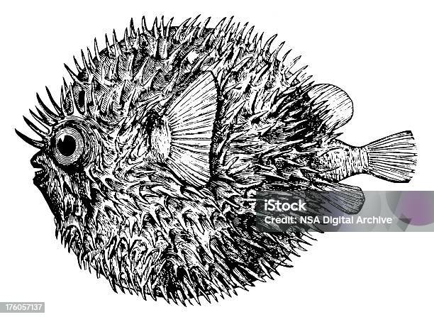 Kugelfischalte Tierische Illustrationen Stock Vektor Art und mehr Bilder von Kugelfisch - Kugelfisch, Gravieren, Gravur