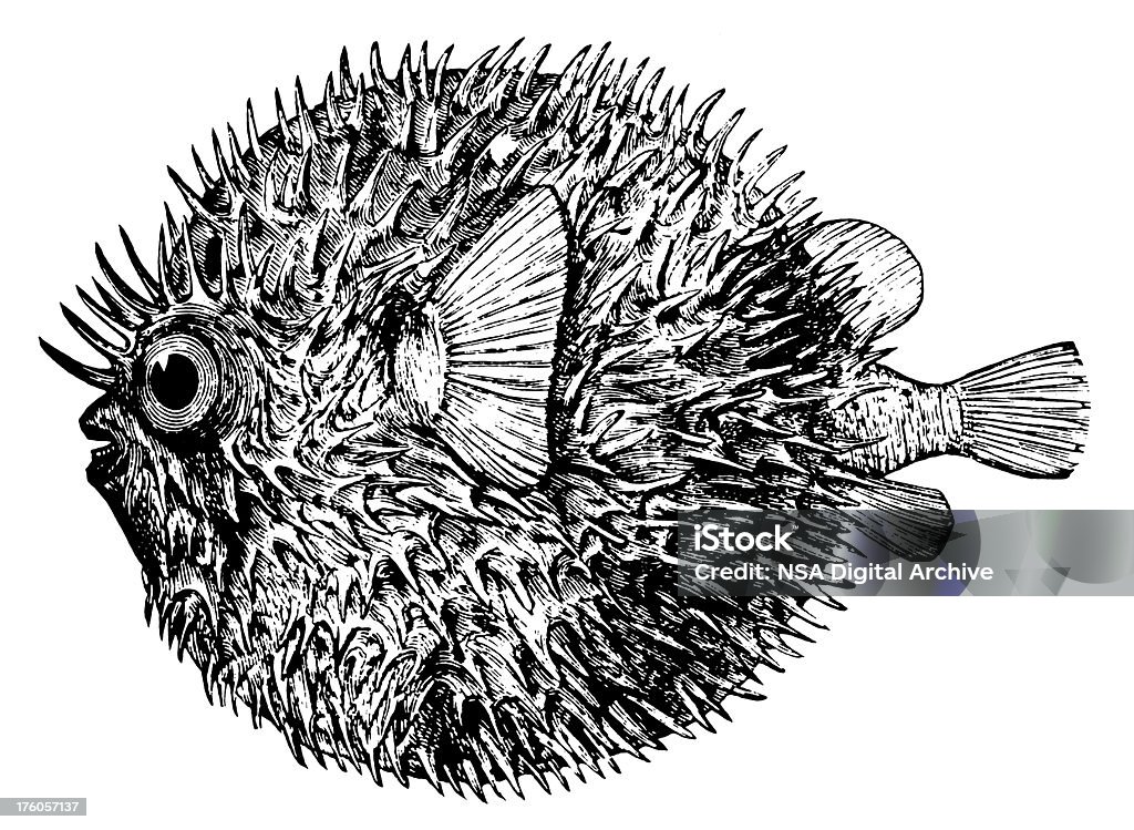 Blowfish/antigo ilustrações de - Royalty-free Baiacu-pinima Ilustração de stock