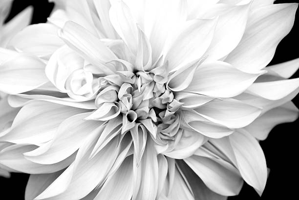 istock Close-up Dahlia Black and White 176057233