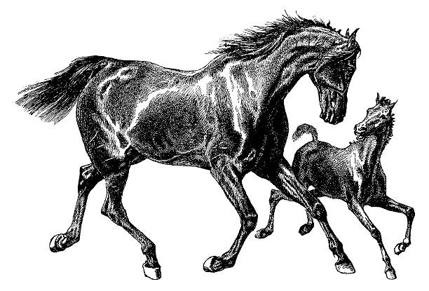 pferde/alte tierische illustrationen - illustration and painting antique old fashioned engraving stock-grafiken, -clipart, -cartoons und -symbole