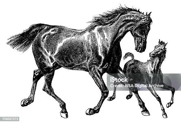 Horses Antique Animal Illustrations Stock Illustration - Download Image Now - Horse, Illustration, Running