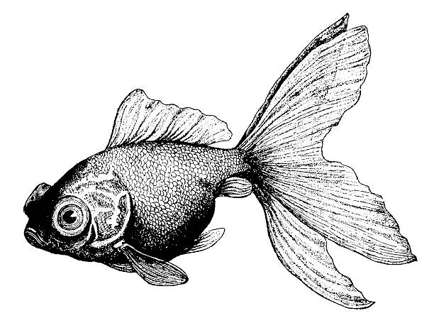 złota rybka/antykami ilustracje zwierząt - high contrast illustrations stock illustrations