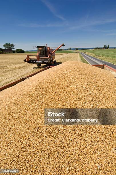 Cosechadora Trabajar En El Campo Foto de stock y más banco de imágenes de Agricultura - Agricultura, Aire libre, Alimento