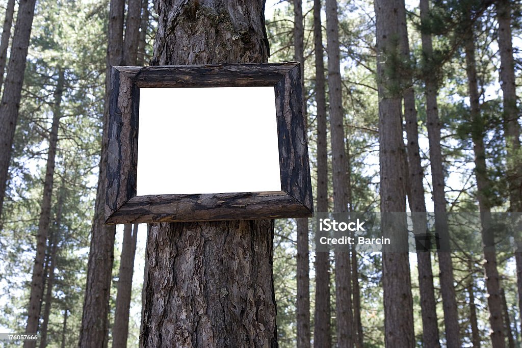 Sinal em branco - Foto de stock de Bosque - Floresta royalty-free