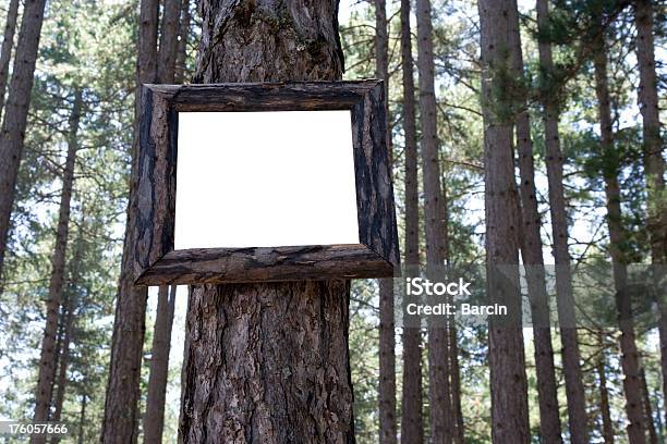 Foto de Sinal Em Branco e mais fotos de stock de Bosque - Floresta - Bosque - Floresta, Branco, Dia