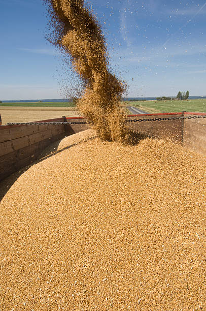 istock Combine Harvester Working in The Field 176057669