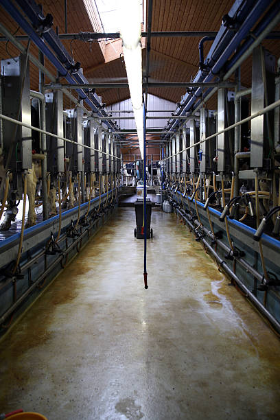 istock Milking machines in modern barn 176057916