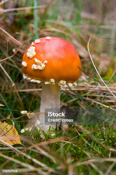 Agárico - Fotografias de stock e mais imagens de Cogumelo - Cogumelo, Ao Ar Livre, Cogumelo agárico