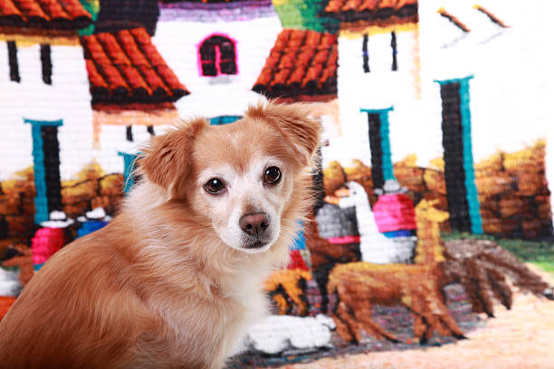 Papillon dog mixed with Chihuahua