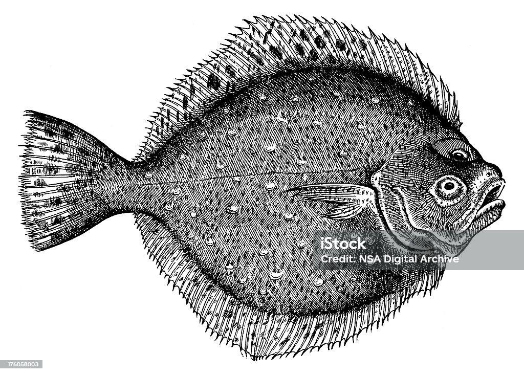 Plattfish/antigüedades de ilustraciones de animales - Ilustración de stock de Rodaballo libre de derechos