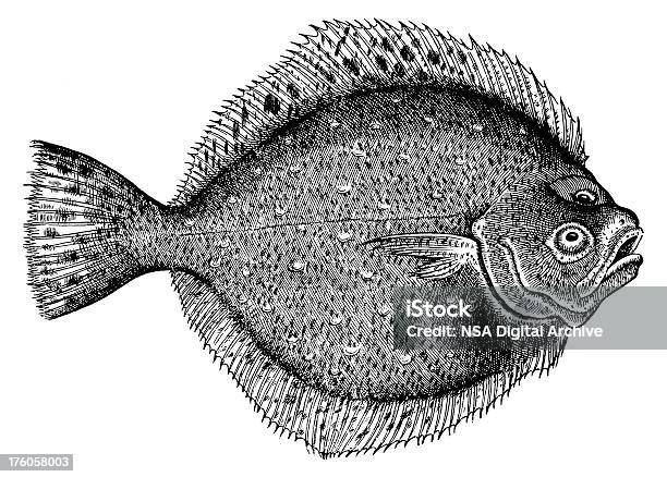 Plattfish Antichi Animali Illustrazioni - Immagini vettoriali stock e altre immagini di Rombo chiodato - Rombo chiodato, Incisione - Oggetto creato dall'uomo, Incisione - Tecnica illustrativa