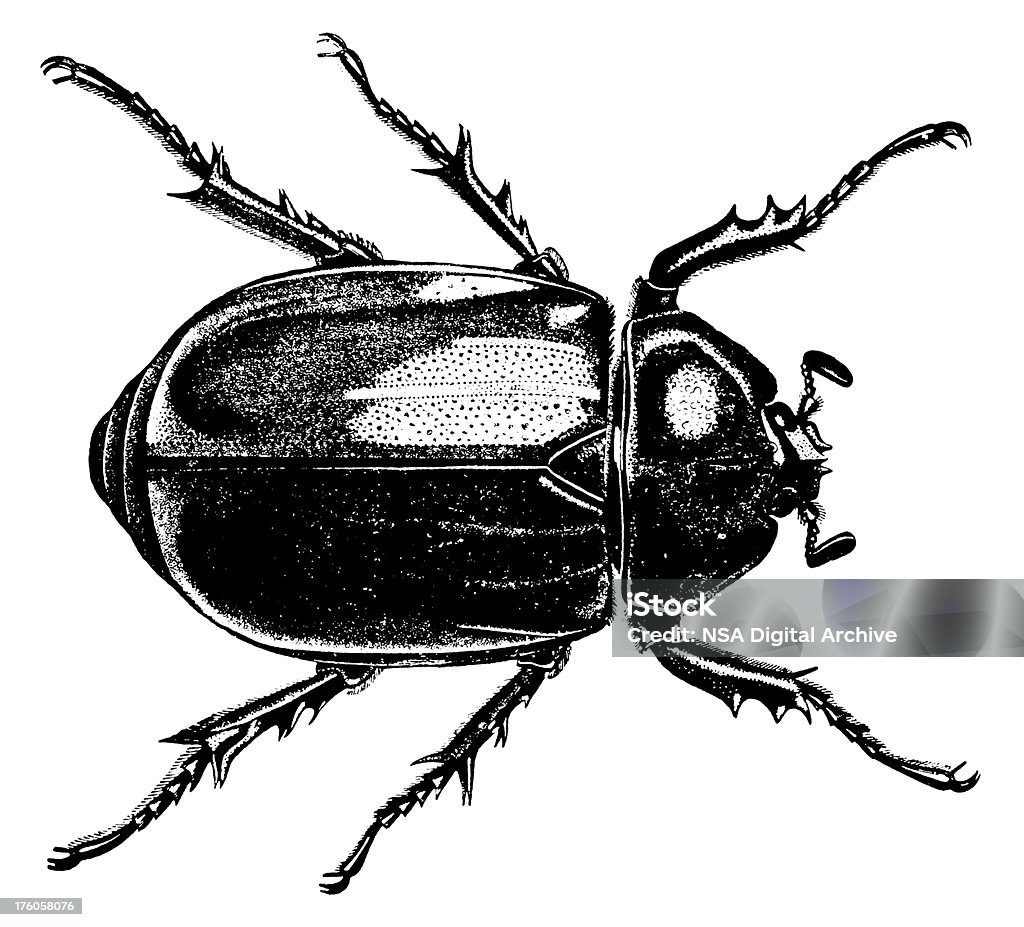 Besouro/antigo ilustrações de animais - Ilustração de Besouro royalty-free