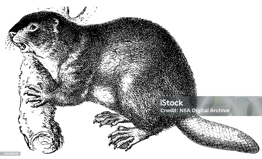 Beaver/Illustrations animalières Antique - Illustration de Castor - Rongeur libre de droits