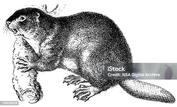 Beaver Illustrations Animalières Antique Vecteurs libres de droits et plus d'images vectorielles de Castor - Rongeur - Castor - Rongeur, Antiquités, Barrage