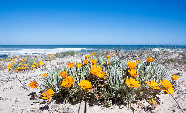 Blooming yellow alfalfa by the sea (Medicago falcata)