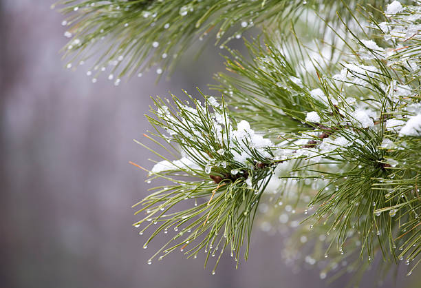 Frosted Pine Needles In Winter stock photo