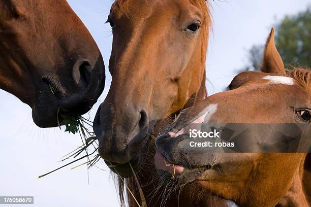 Photo libre de droit de Chevaux Partage Herbe banque d'images et plus d'images libres de droit de Bétail - Bétail, Cheval, Ciel sans nuage