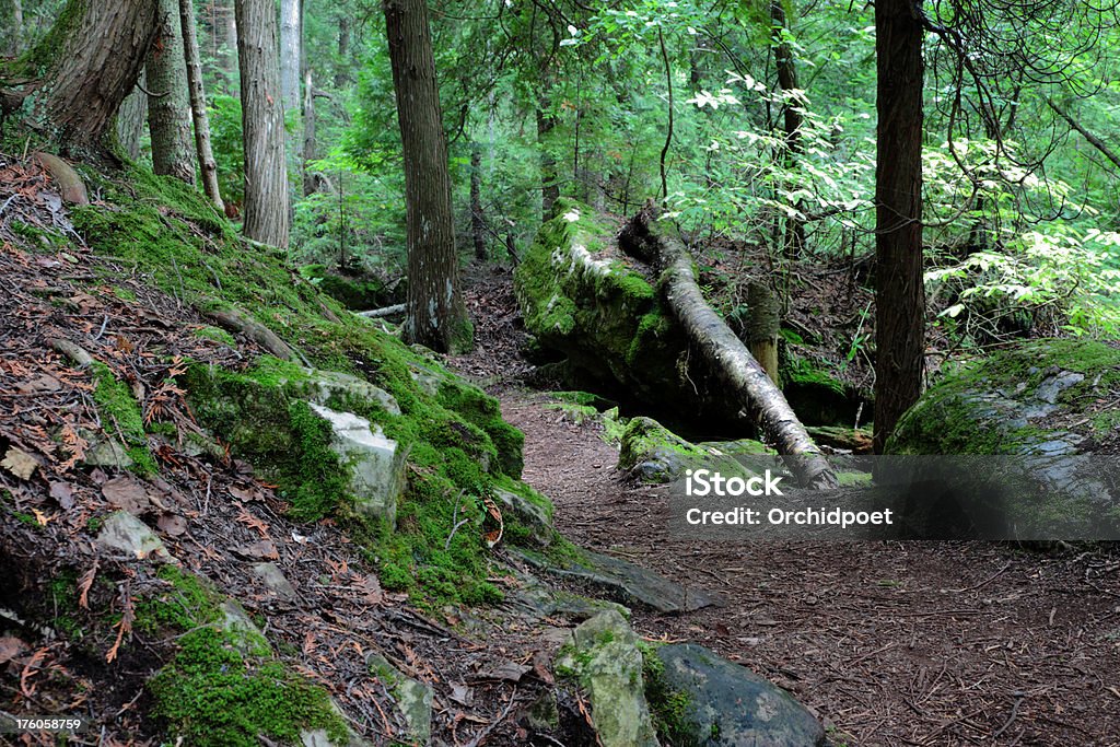 Im tiefen Wald - Lizenzfrei Baum Stock-Foto
