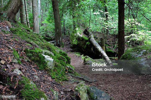 Im Tiefen Wald Stockfoto und mehr Bilder von Baum - Baum, Baumstamm am Boden, Bildhintergrund