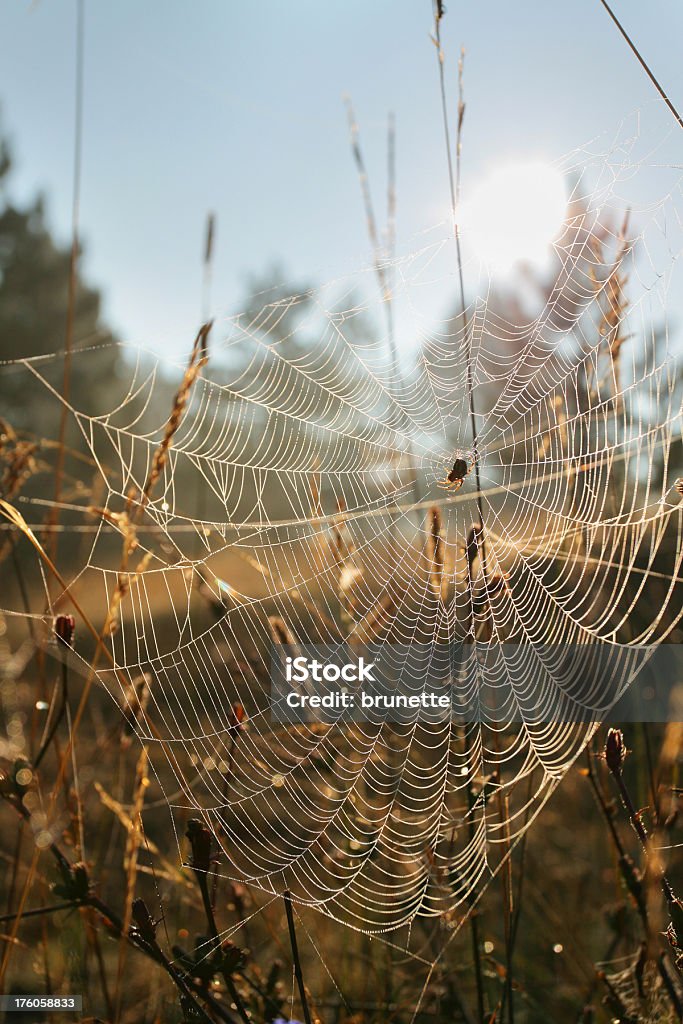 クモの朝 - 太陽光線のロイヤリティフリーストックフォト