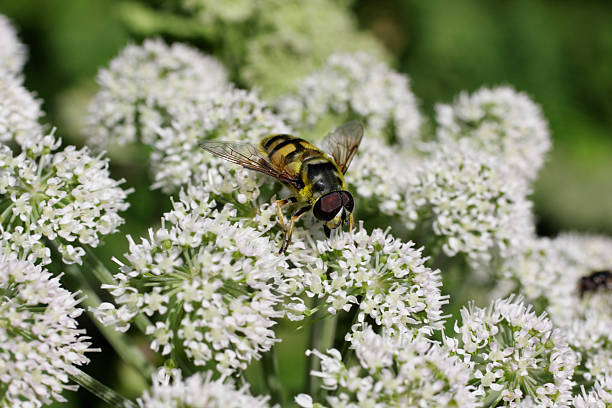 volucella schwebfliege fressen flowerhead von wild angelica sylvestris - angelica sylvestris stock-fotos und bilder