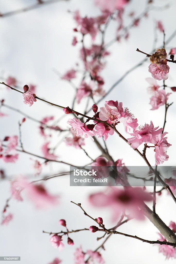 Pink Cherry Blossoms - Стоковые фото Без людей роялти-фри