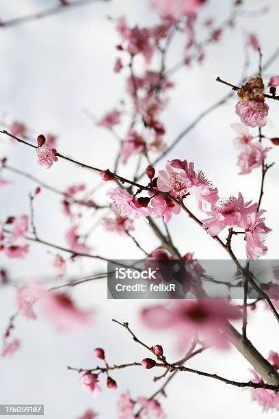 Pink Cherry Blossoms — стоковые фотографии и другие картинки Без людей - Без людей, Белый, Вертикальный