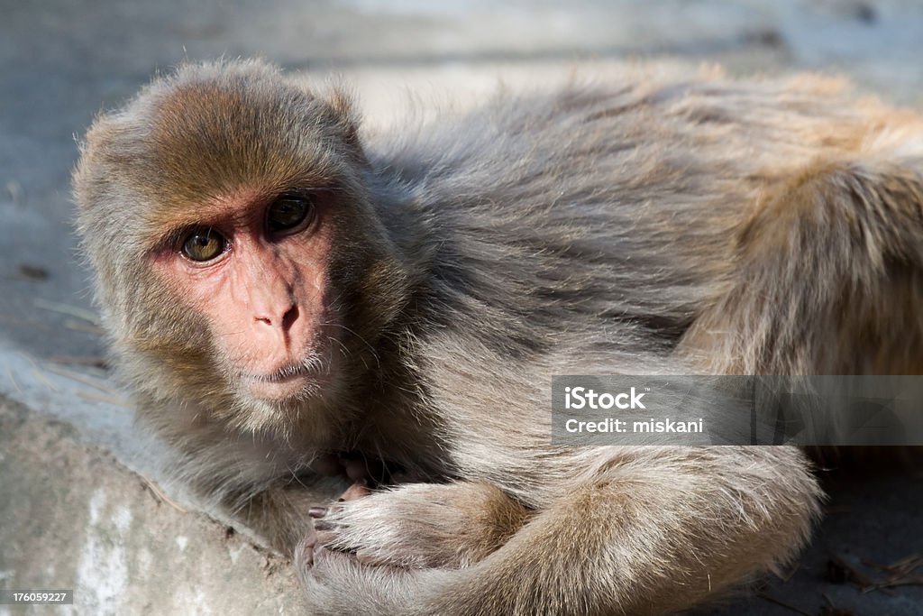 Macaco en el borde - Foto de stock de Aire libre libre de derechos