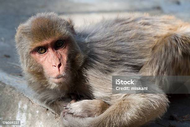 Macaco En El Borde Foto de stock y más banco de imágenes de Aire libre - Aire libre, Animal, Animales salvajes