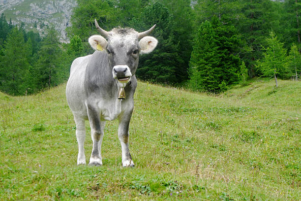 Gray cow at meadow