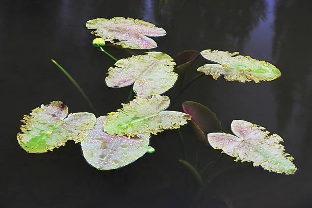 lily pad nymphaea alba roślina wodna - chwytniki zdjęcia i obrazy z banku zdjęć