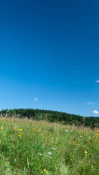 istock Panoramic spring landscape 46MPix XXXXL size - meadow, blue sky 176059391