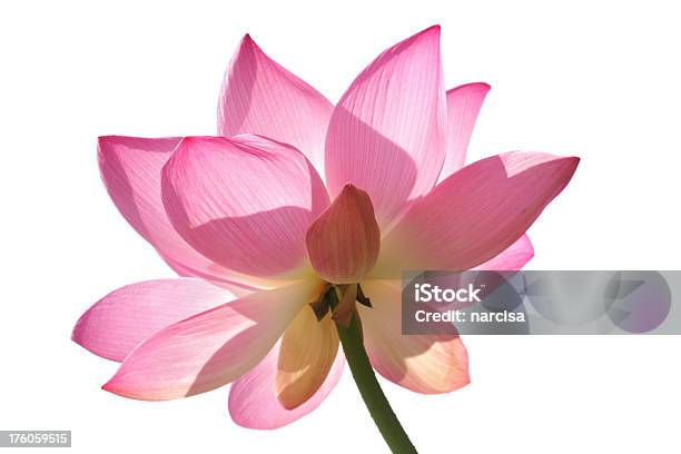 Photo libre de droit de Spacieux Site De Lotus Rosecollection Cliquez Sur banque d'images et plus d'images libres de droit de Blanc - Blanc, Fleur - Flore, Horizontal