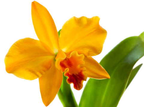 Yellow hybrid intergeneric Cattleya Orchid Isolated on White.SEE SIMILAR: