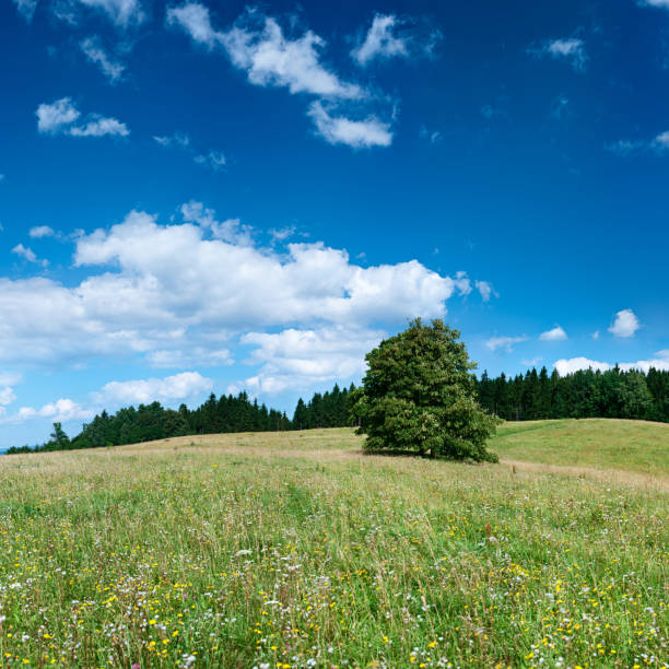 istock Square spring landscape 84MPix XXXXL - meadow, blue sky 176059582