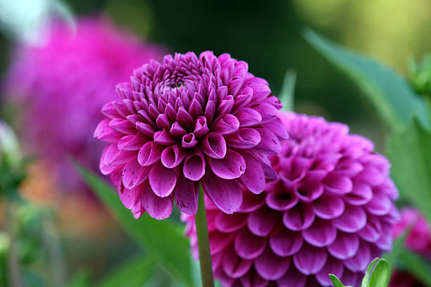 Purple Dahlia Horizontal stock photo