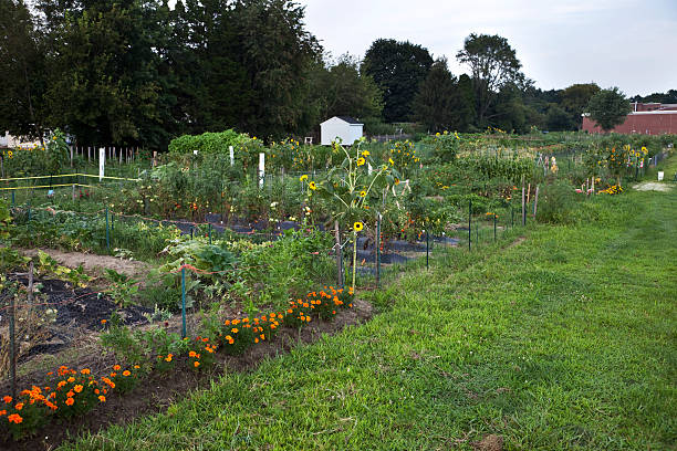 istock Community Vegetable Gardens in New Jersey, Summer 176059887