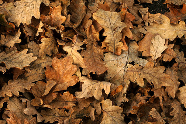 istock Dry oak leaves at the park with soft light 176059917